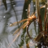 J01_3900 Aeshna grandis ovipositing